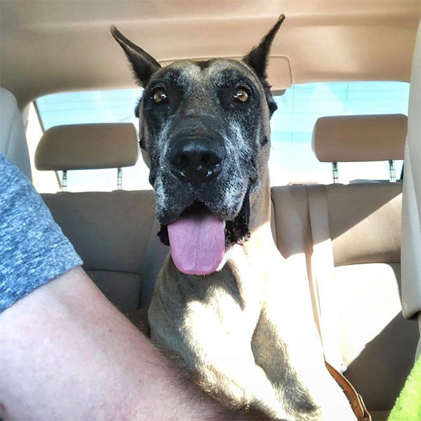 Vaughn - One Dane at a Time Vaughn - One Dane at a Time