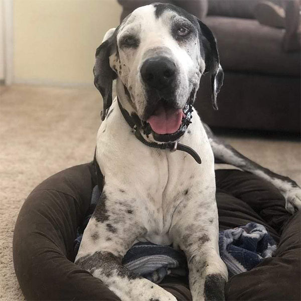 Maximus - One Dane at a Time Maximus - One Dane at a Time