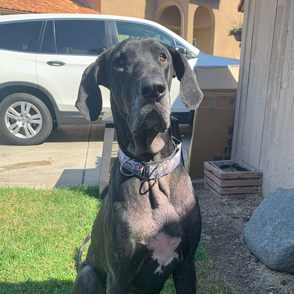 Johnny - One Dane at a Time Johnny - One Dane at a Time