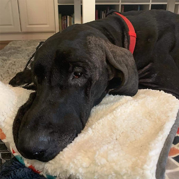 Johnny - One Dane at a Time Johnny - One Dane at a Time