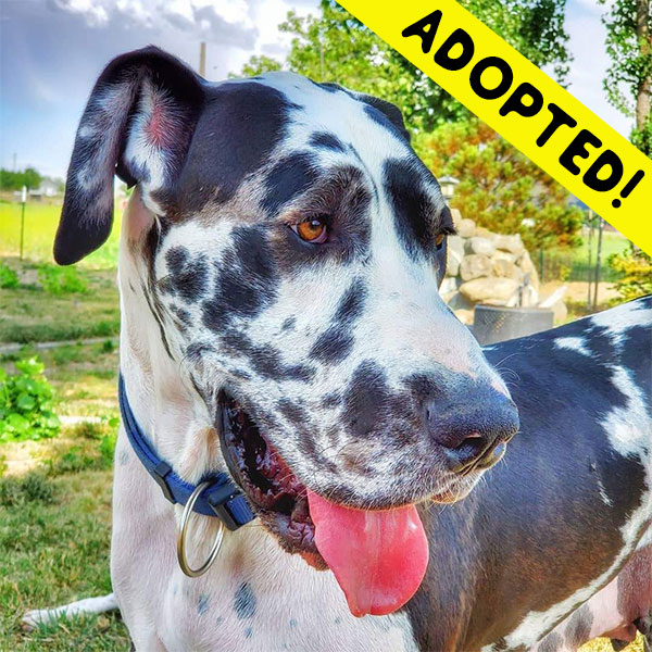 Milkshake - One Dane at a Time Milkshake - One Dane at a Time