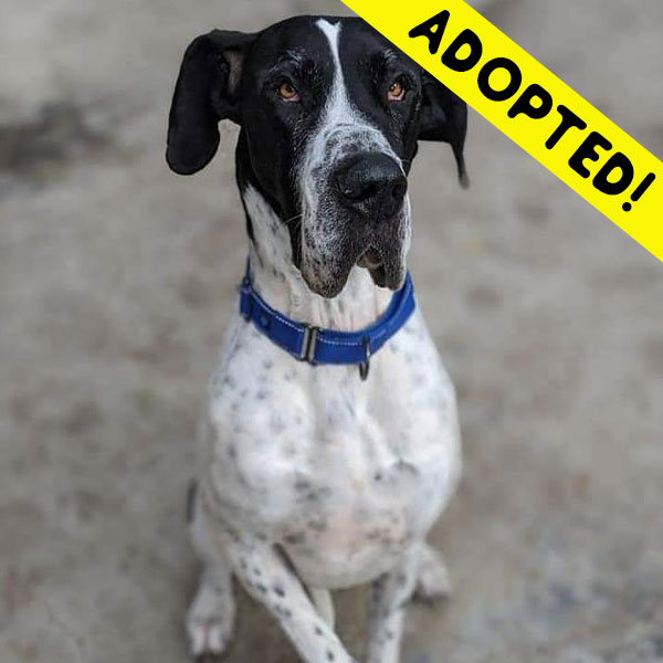 Buzz - One Dane at a Time Buzz - One Dane at a Time
