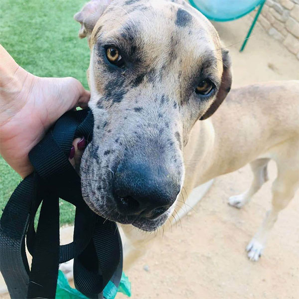 June - One Dane at a Time June - One Dane at a Time