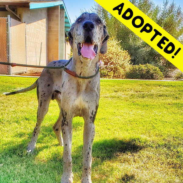 Lincoln - One Dane at a Time Lincoln - One Dane at a Time