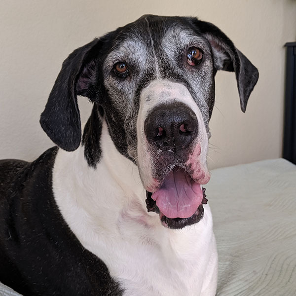 Logan - One Dane at a Time Logan - One Dane at a Time