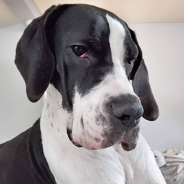 Rumi - One Dane at a Time Rumi - One Dane at a Time