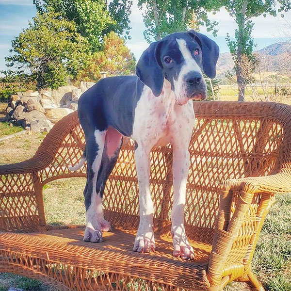 Rumi - One Dane at a Time Rumi - One Dane at a Time
