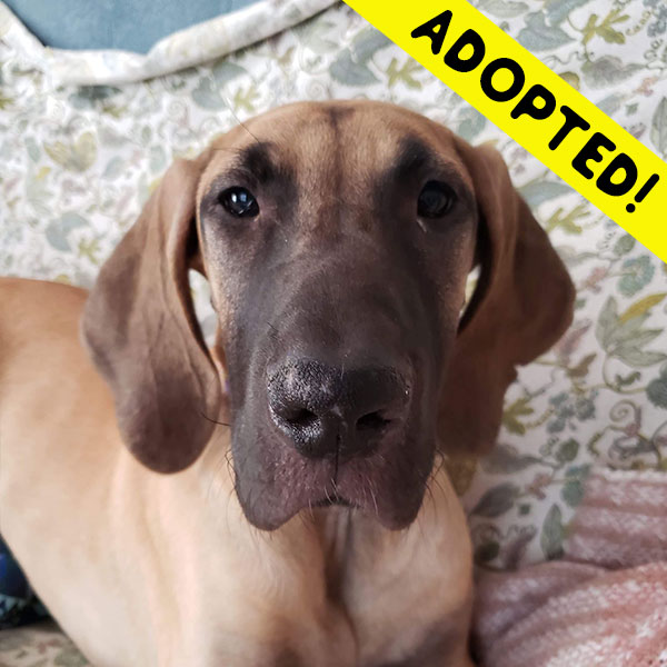 Abel - One Dane at a Time Abel - One Dane at a Time