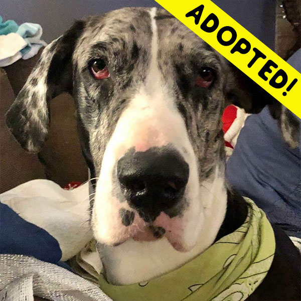 Daisy - One Dane at a Time Daisy - One Dane at a Time