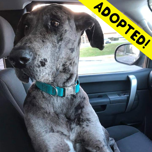 Delta - One Dane at a Time Delta - One Dane at a Time