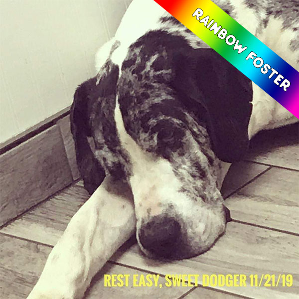 Dodger - One Dane at a Time Dodger - One Dane at a Time