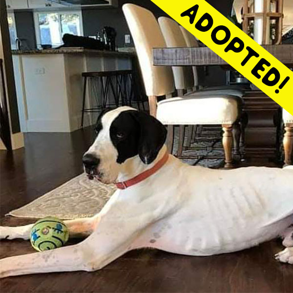 Gunny - One Dane at a Time Gunny - One Dane at a Time