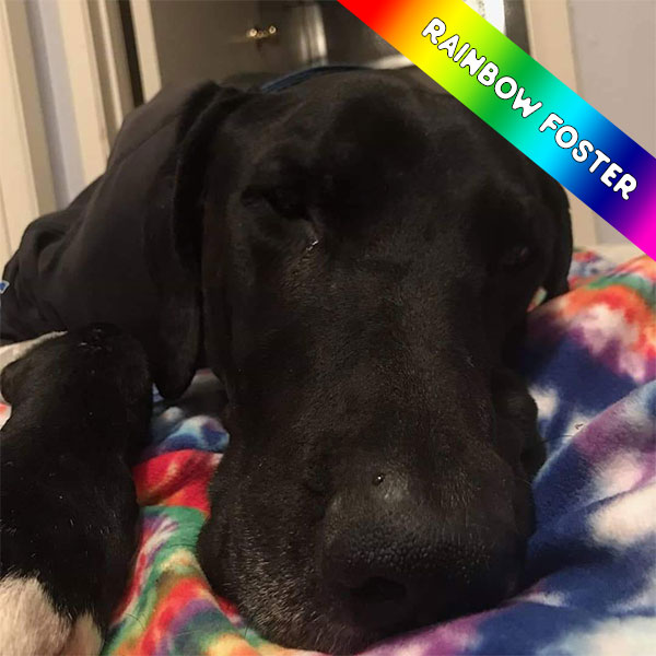Knox - One Dane at a Time Knox - One Dane at a Time