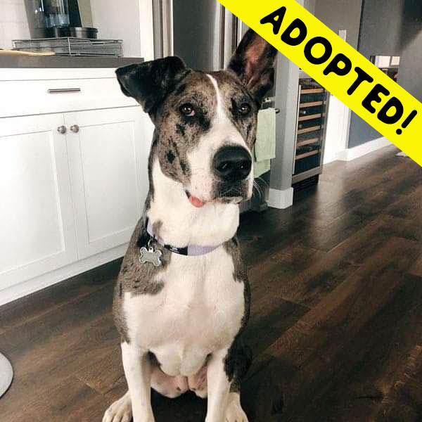 Olive - One Dane at a Time Olive - One Dane at a Time