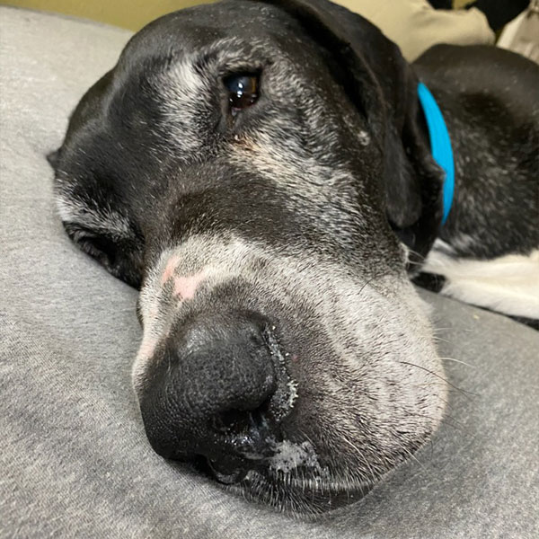 Spike - One Dane at a Time Spike - One Dane at a Time