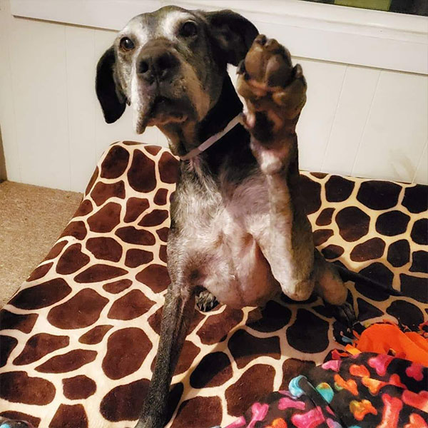 Stella - One Dane at a Time Stella - One Dane at a Time