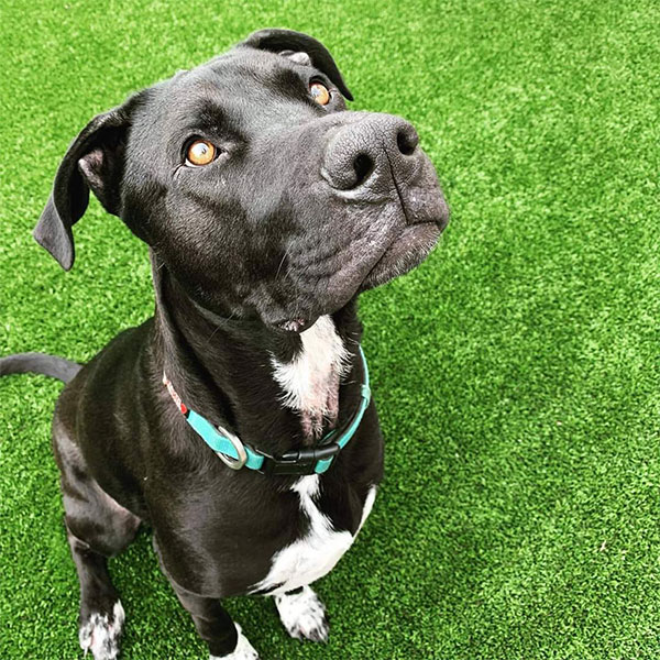 Coby - One Dane at a Time Coby - One Dane at a Time