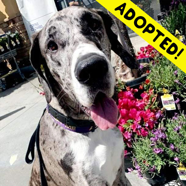 Frankie - One Dane at a Time Frankie - One Dane at a Time