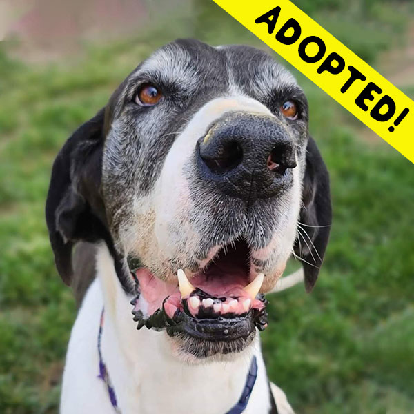 Bella - One Dane at a Time Bella - One Dane at a Time