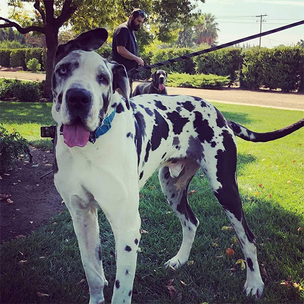Cash - One Dane at a Time Cash - One Dane at a Time