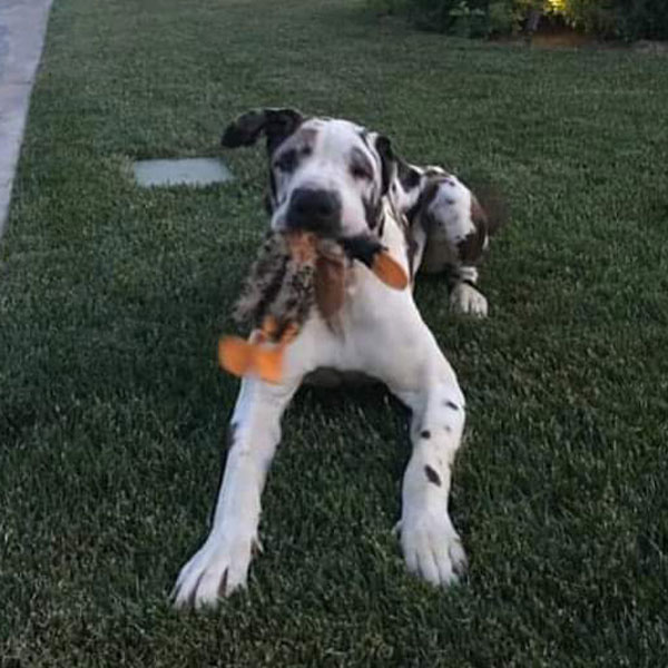 Cash - One Dane at a Time Cash - One Dane at a Time