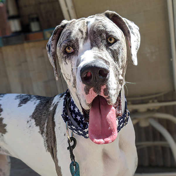 Charlie - One Dane at a Time Charlie - One Dane at a Time