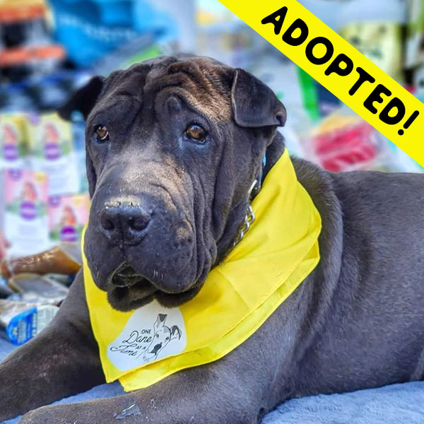 Mowgli - One Dane at a Time Mowgli - One Dane at a Time