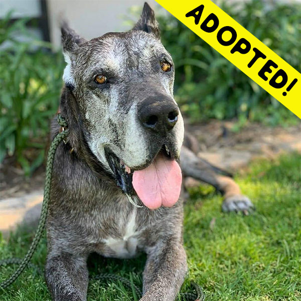 Nacho - One Dane at a Time Nacho - One Dane at a Time