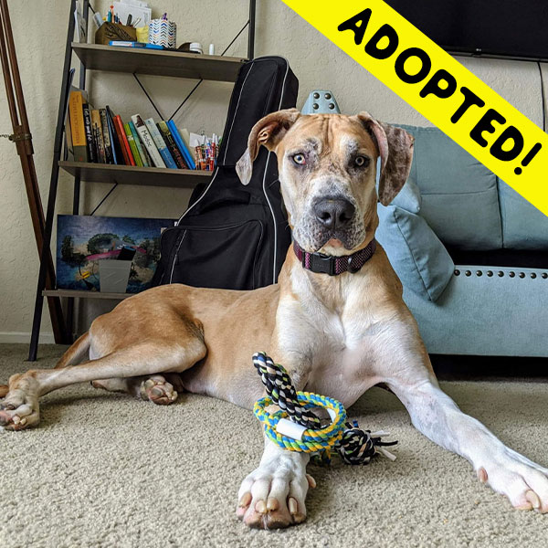 Ollie - One Dane at a Time Ollie - One Dane at a Time