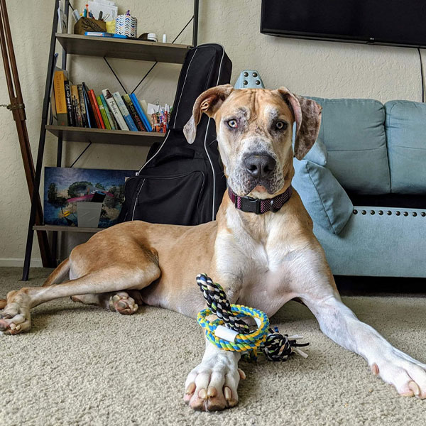 Ollie - One Dane at a Time Ollie - One Dane at a Time