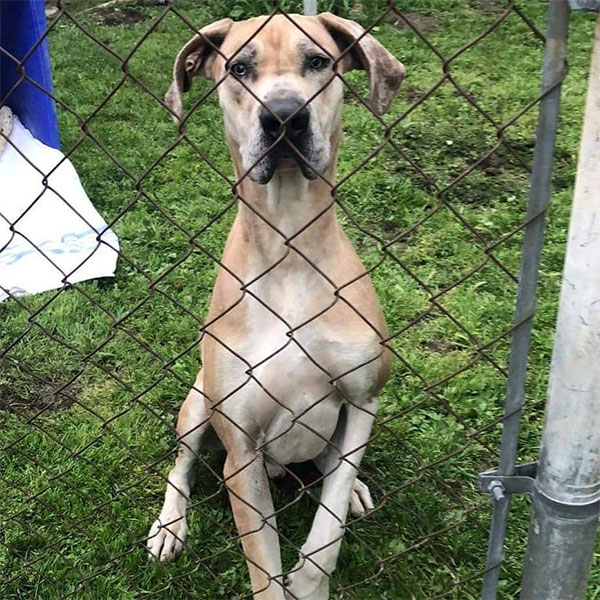Ollie - One Dane at a Time Ollie - One Dane at a Time
