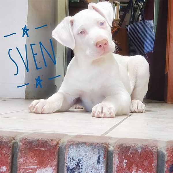 Sven - One Dane at a Time Sven - One Dane at a Time