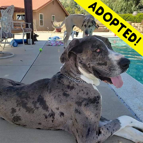 Zoey - One Dane at a Time Zoey - One Dane at a Time
