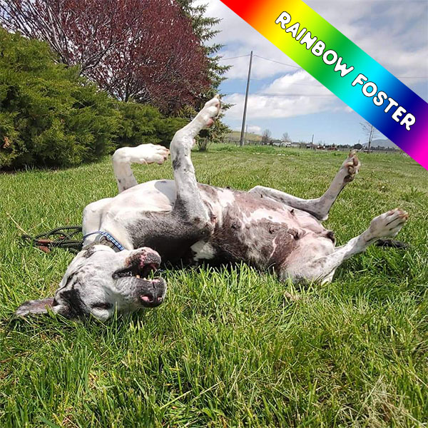 Misty - One Dane at a Time Misty - One Dane at a Time