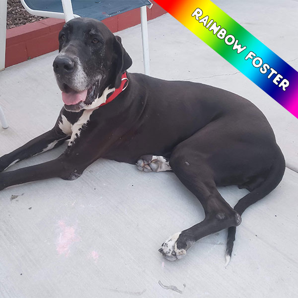 Sugar - One Dane at a Time Sugar - One Dane at a Time