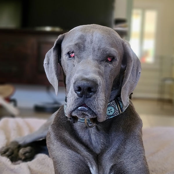 Enzo - One Dane at a Time Enzo - One Dane at a Time