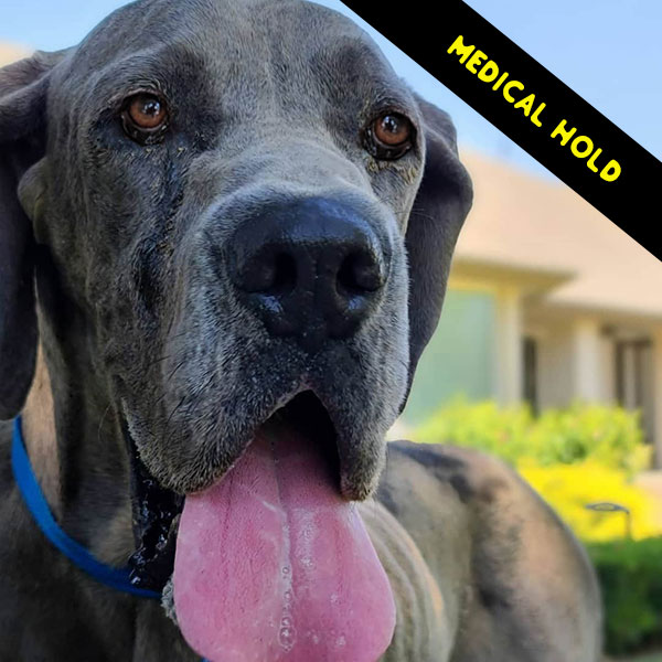 Enzo - One Dane at a Time Enzo - One Dane at a Time