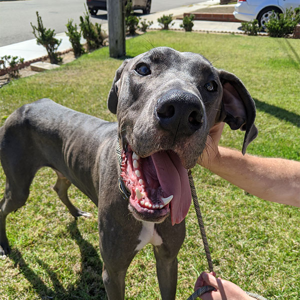 Odin - One Dane at a Time Odin - One Dane at a Time